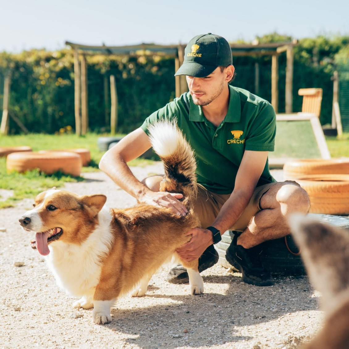 Creche para cães Creche para cães