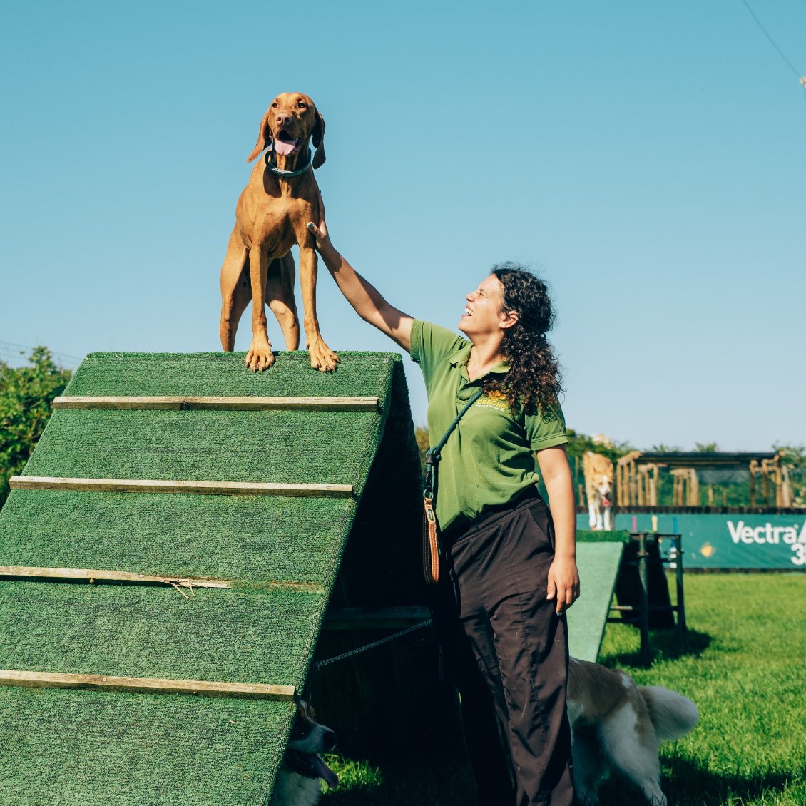 Treino Canino Treino Canino